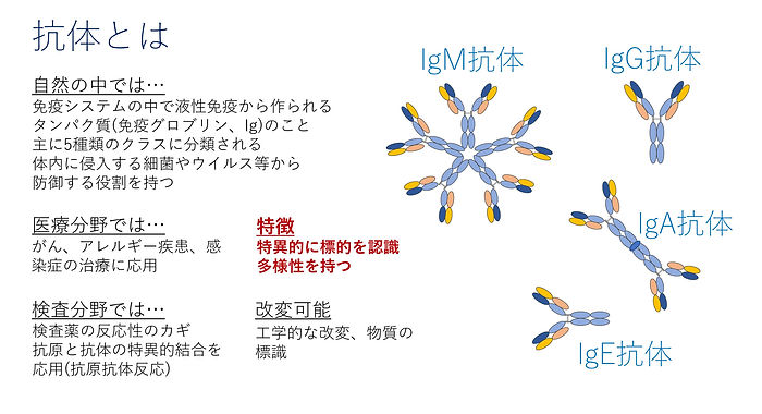 抗体について