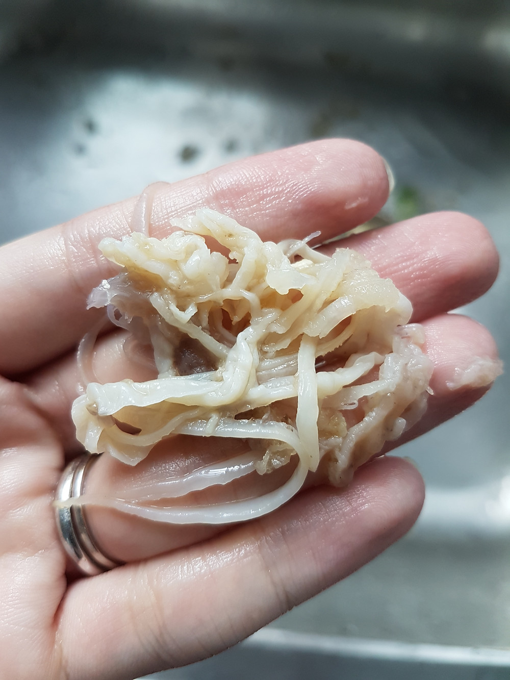 Cleaning Sea Cucumber Process