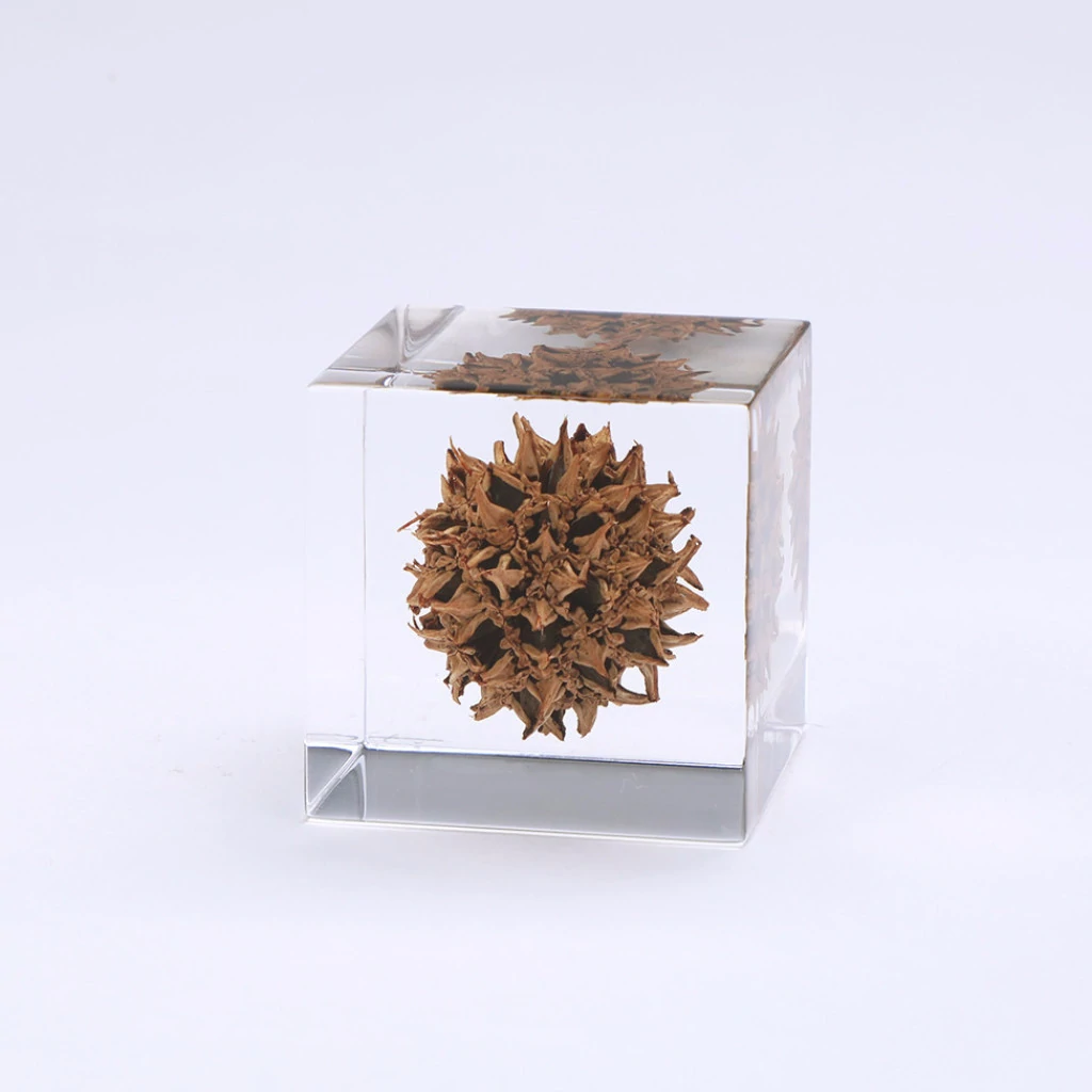 Sweetgum Sola Cube