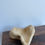 Thumbnail: Object 6 - Ceramic Slab/ Dish