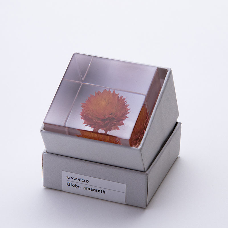 Thumbnail: Globe Amaranth Sola Cube