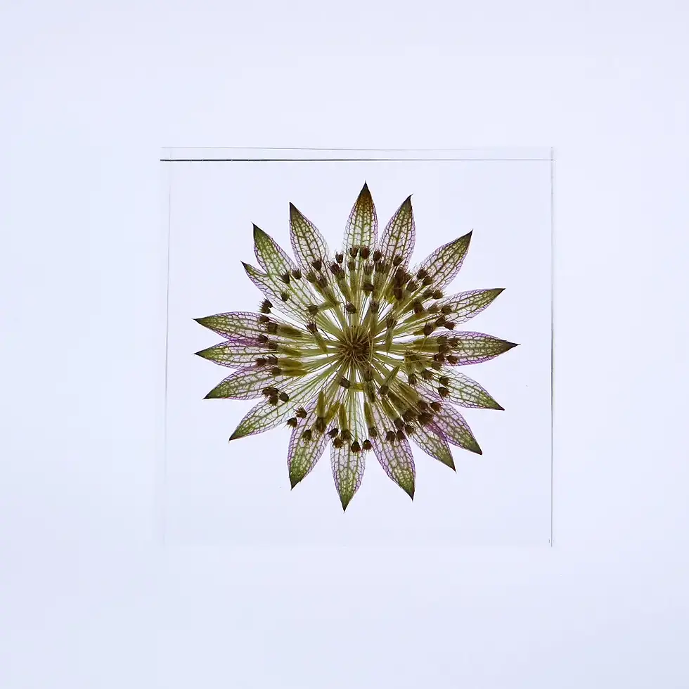 Thumbnail: Astrantia