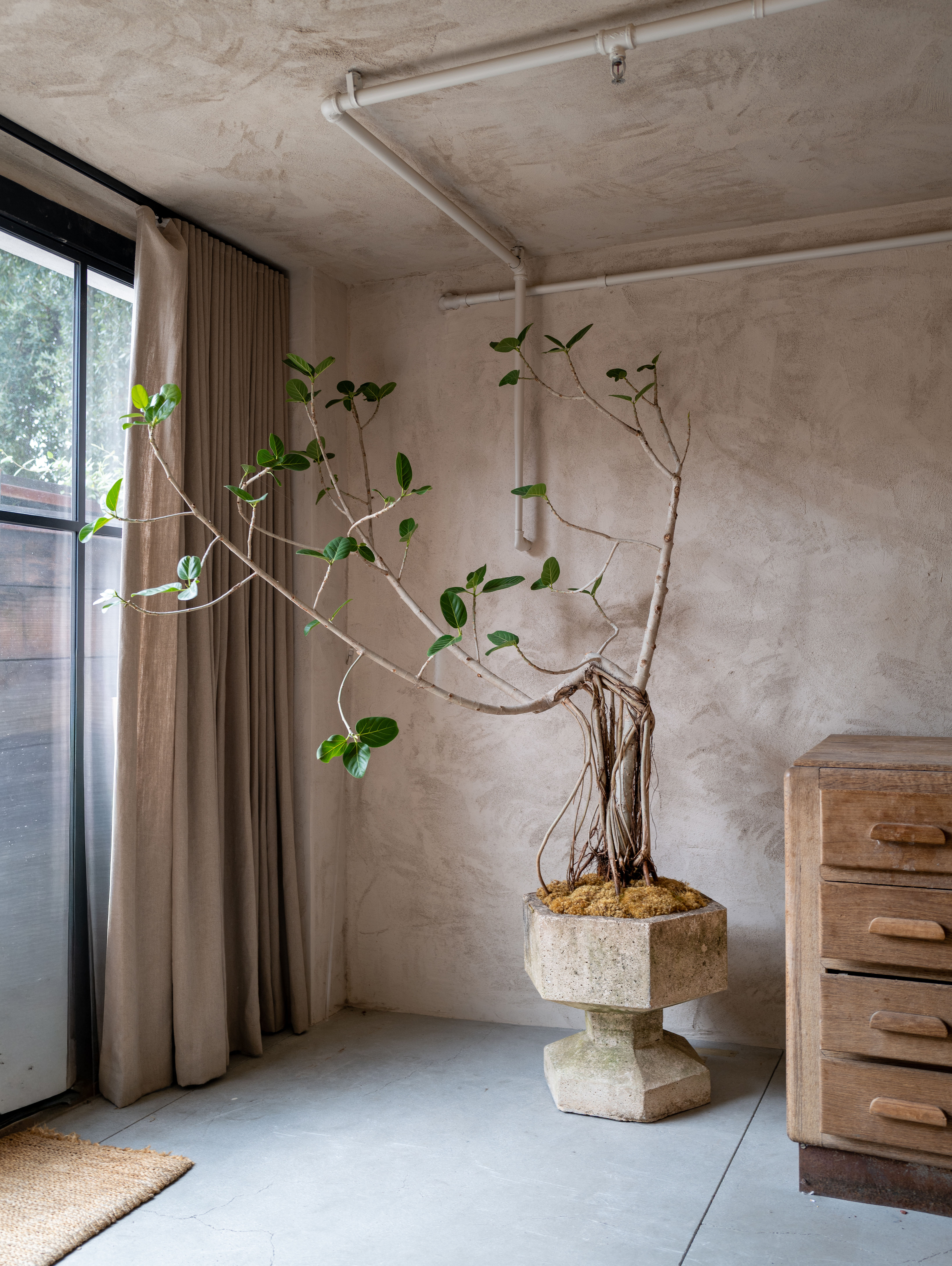 Ficus Audrey, Serpentine