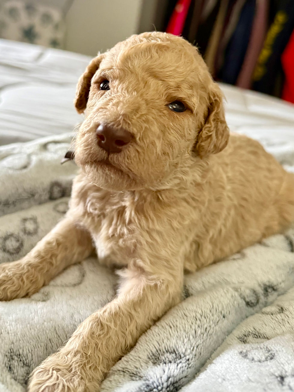 Mr Brown Collar- Reserved