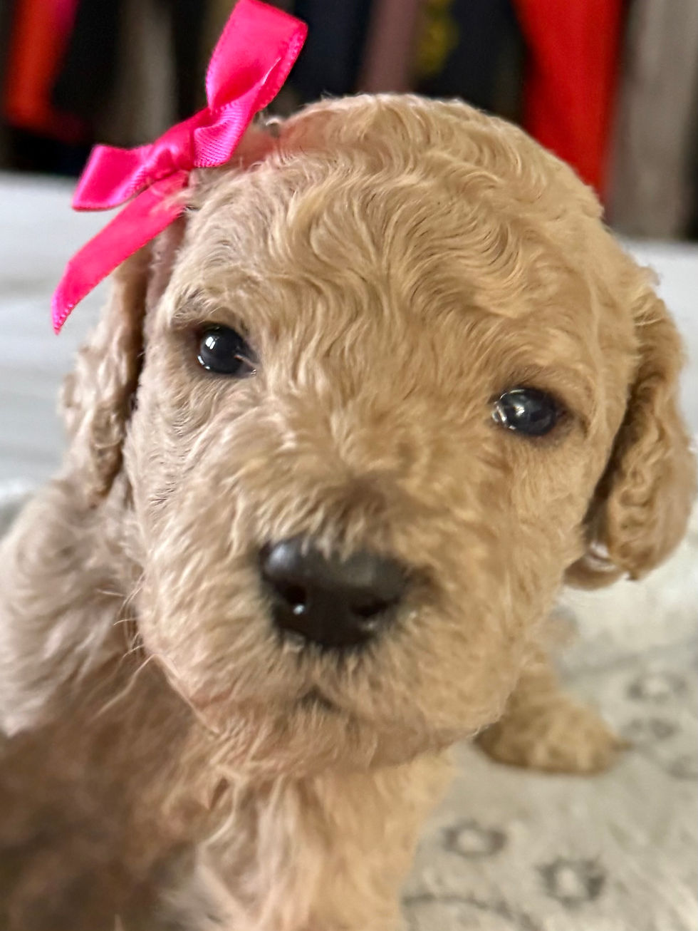 Miss Pink Collar- Reserved