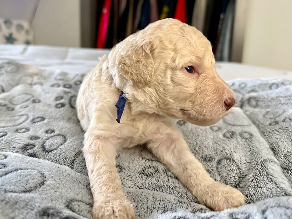 Mr Blue Collar- Reserved