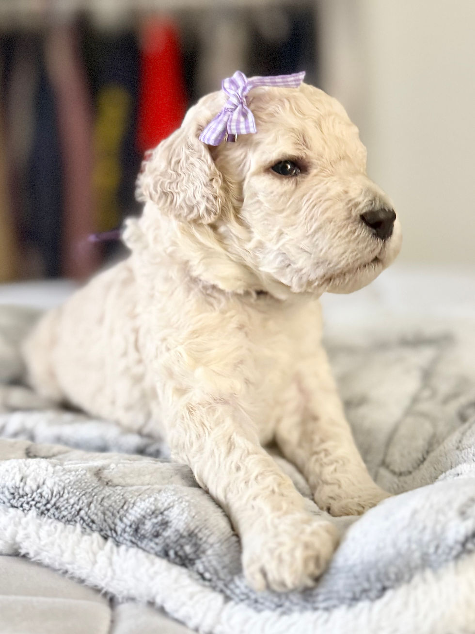 Miss Purple Collar- Reserved