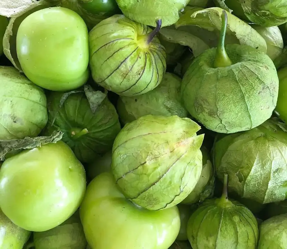 tomatillos-harvested_02.webp