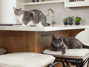 Two cats in a kitchen: one gray cat sits on a marble countertop, the other lounges on a cushioned stool. Background has tile and plants. Heritage Hill Kitchen by Lifestyle Kitchen Studio