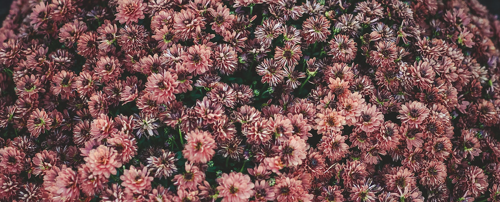 Fleurs