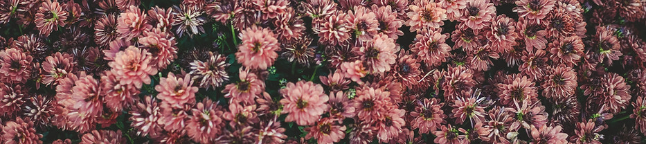 Pink Chrysanthemum Cluster