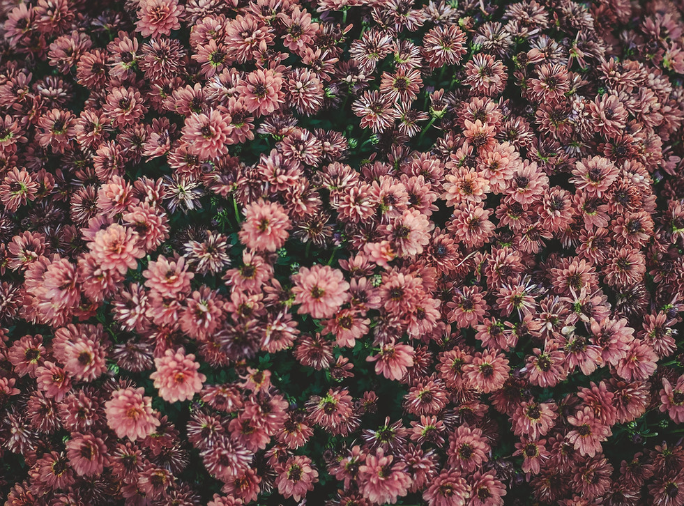 flores