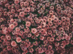 雪降りましたね