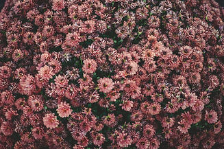 blommor