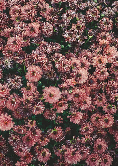Blumen