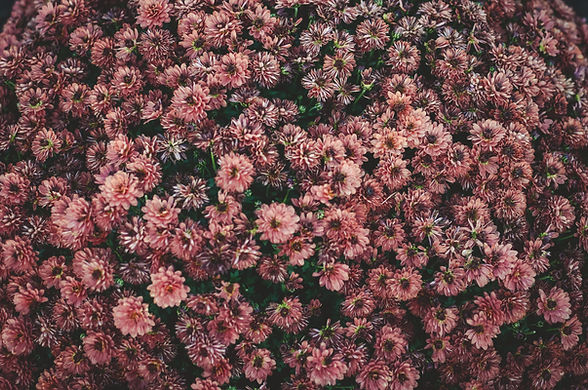 Pink Chrysanthemum Cluster