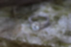 Thumbnail: Antler engagement ring by The Antlered Doe