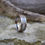 Thumbnail: Men's Titanium Wedding Band by The Antlered Doe