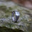 Miniatura: Anabel with antler and princess cut