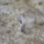 Thumbnail: Antler Wedding Band for Her by The Antlered Doe