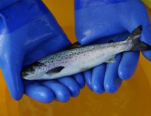 sustainability environmental checks