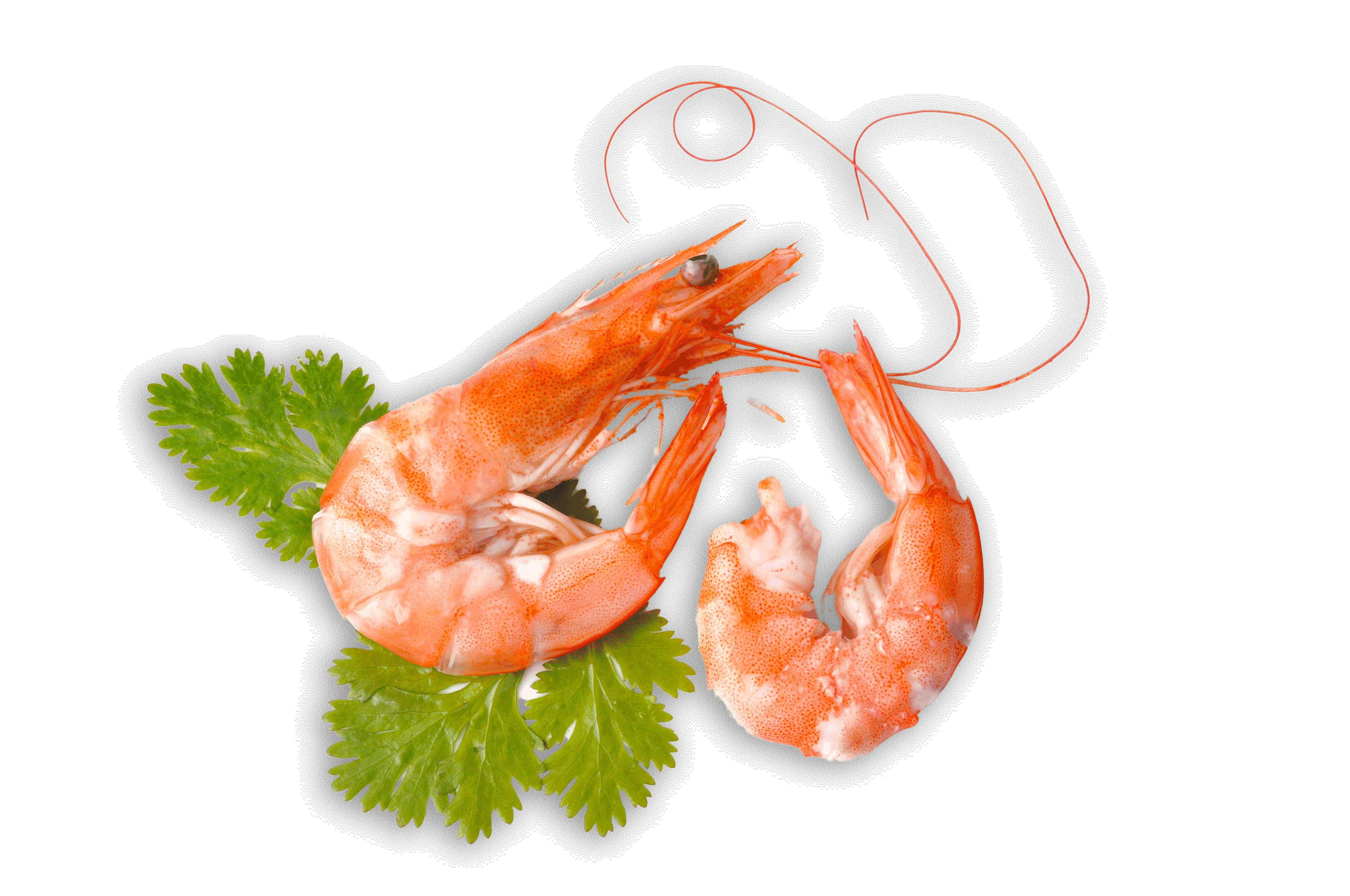 prawns.gif