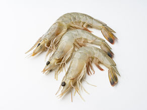 UK Farmed prawns