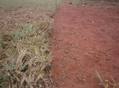 NOVO GRAMADO PARA O CAMPO DE FUTEBOL DE CATIARA