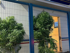 Polícia Militar apreende pés de maconha e conduz autor por resistência e desobediência em Guimarânia