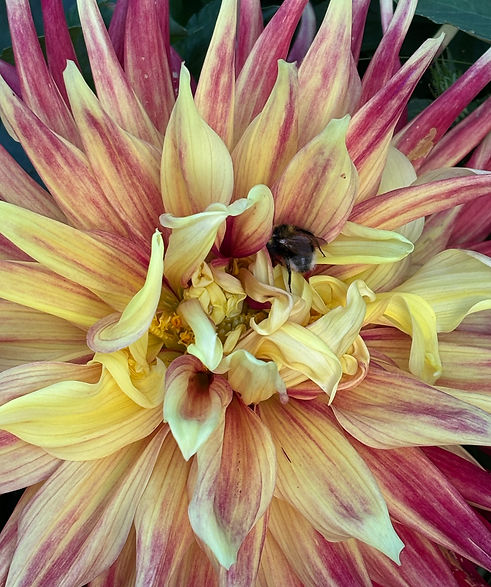 bumblebee