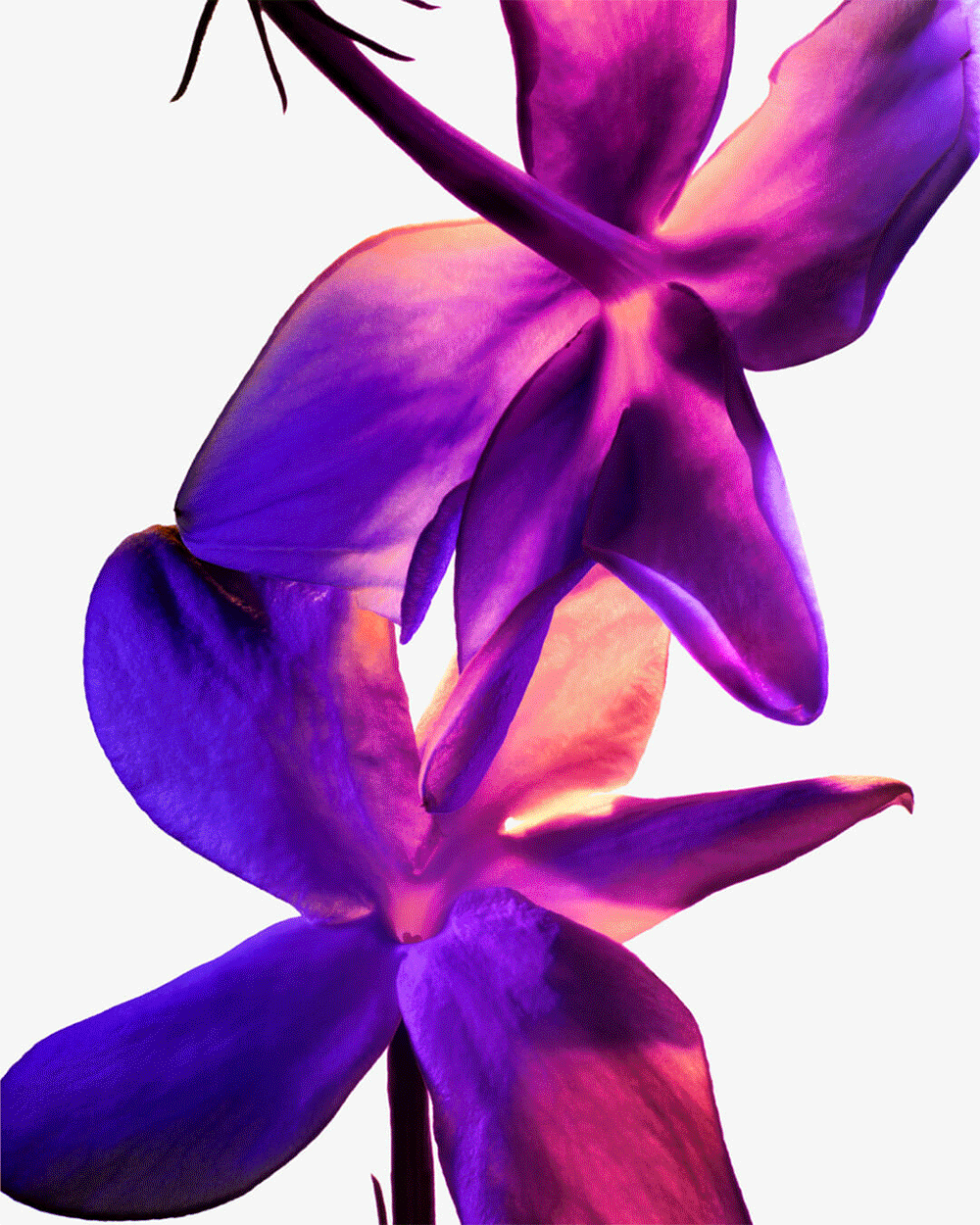MUGLER_INGREDIENTS.gif