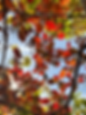 Autumn foliage Kayagadake red.HEIC