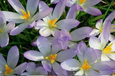 Embracing the Power of Early Spring