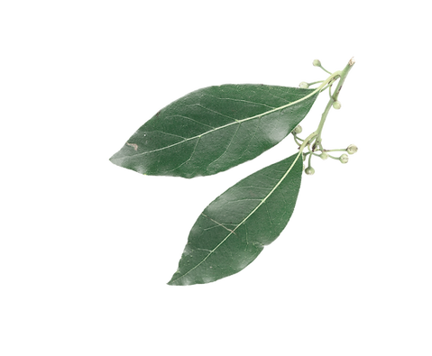 Fresh Green Leaves_edited_edited_edited_