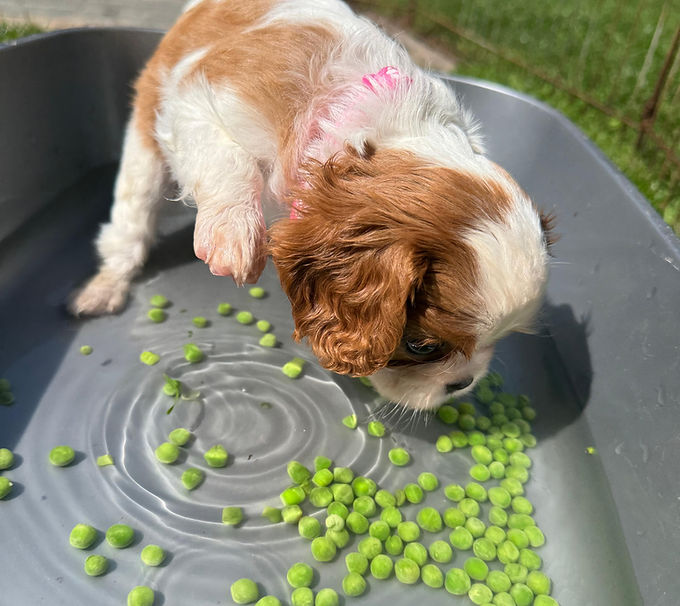 Puppy peas.jpeg