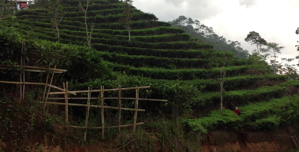 undakan terasering Kebun Teh Nglinggo