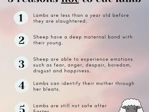 5 Reasons Not To Eat Lamb During Easter or Anytime