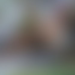 The Remarkable World of Turkeys: Celebrating Sentience and Intelligence