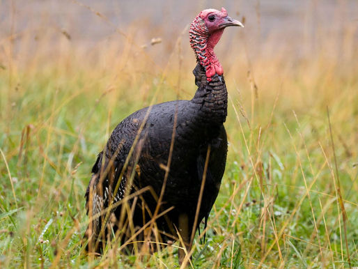 The Multifaceted Intelligence and Sentience of Turkeys