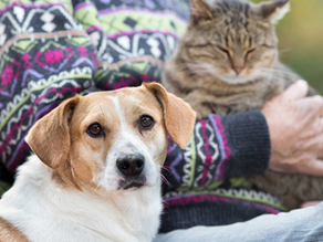 🐾 Senior Pet Insurance: Ensuring Your Elderly Pets Stay Healthy and Happy