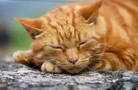 What should cat parents do today?