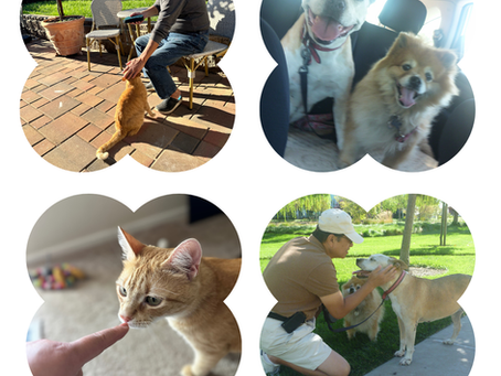 Do They Know the Difference? How Your Dog and Cat Recognize Strangers