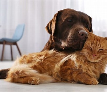 Keeping Pawsitive: Why Regular Vet Check-ups Are a Must for Your Furry Friend