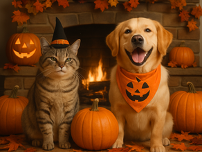 Pawsitively Spooky: A Guide to a Safe and Fun Halloween with Your Pets
