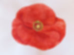 Painting of poppy flower head