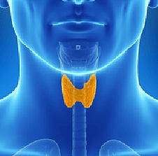 endocrinologia-e-diabetologia-01.png