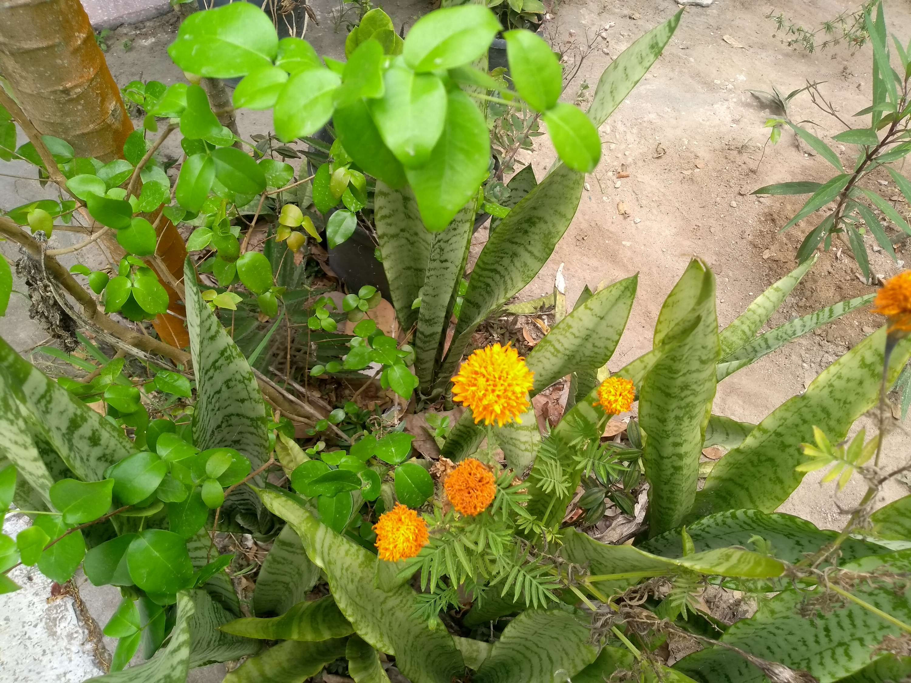 exotic flower seedlings