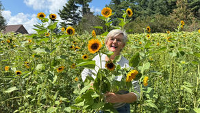 A Sunflower Festival in West Virginia 