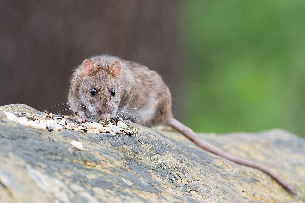 The Ultimate Guide to Understanding Rats and Their Habits (Brown Rats)
