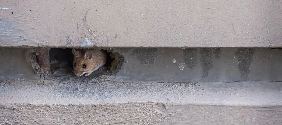 Image of a field mouse in a gap it has chewed